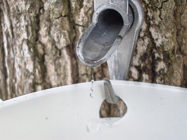Tree Tapping Ceremony at Maple Acres